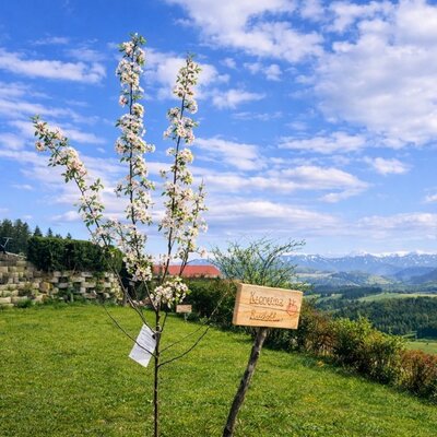 Der Garten des Bed and Breakfast mit einem blühenden Baum, einem Holzschild und weitem Blick über Hügel und Wälder bis zu den schneebedeckten Bergen.