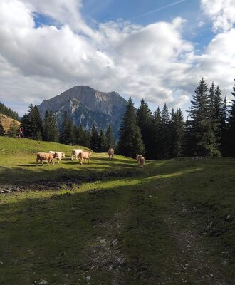Ein Sommer auf der Alm