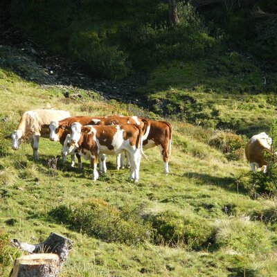 Das Jungvieh auf der Alm