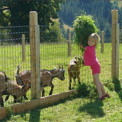 Ein Kind füttert Ziegen