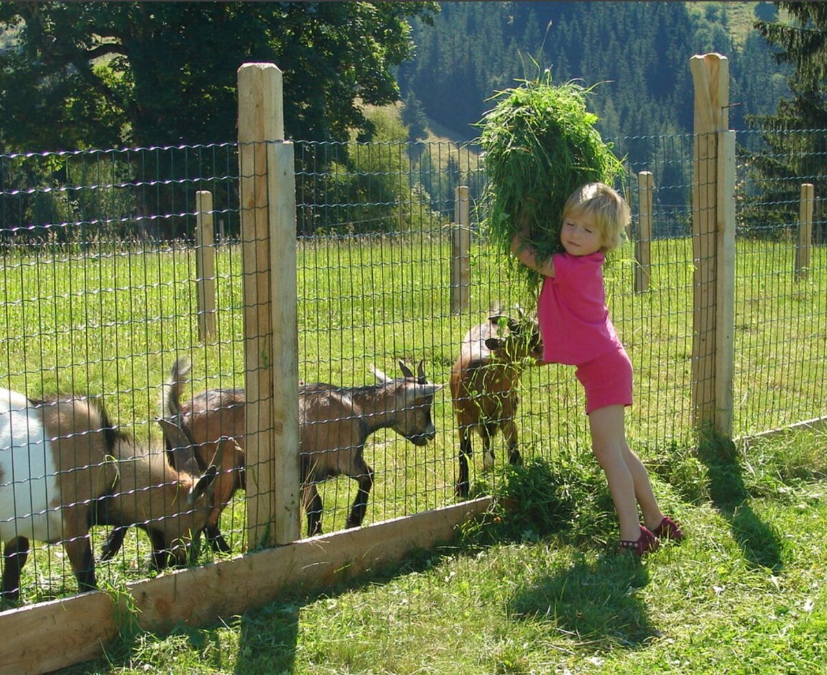 Ein Kind füttert Ziegen