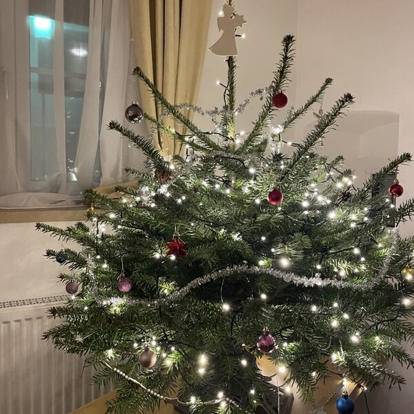 Weihnachtsbaum im Hoamatshaus 