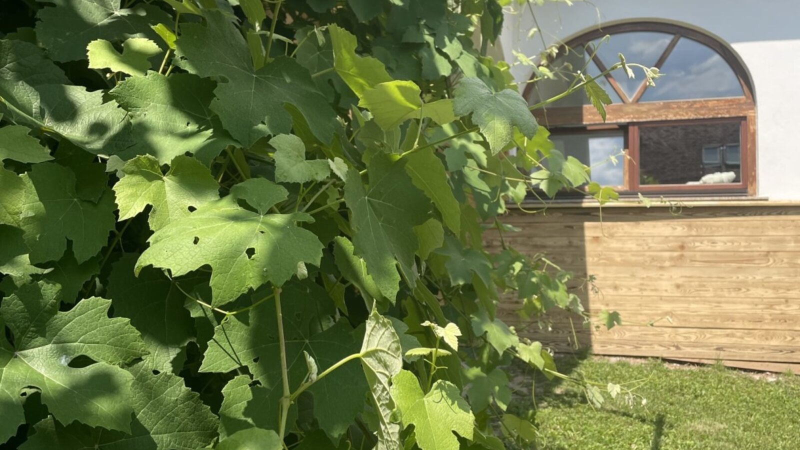 Hoamatshaus mit Weinstocklaube
