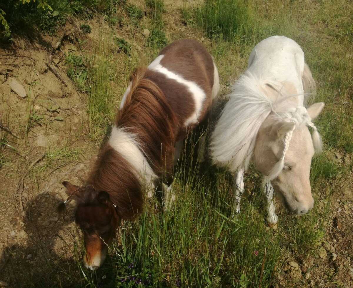 Mini Ponys