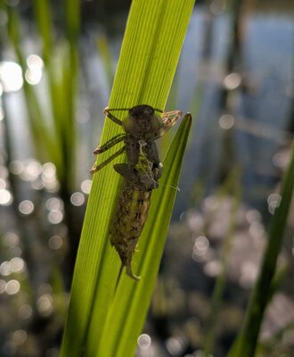 Exuvie eines Insekts an einem Grashalm, die die naturnahe Umgebung des Bauernhofs zeigt.