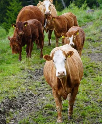 Kühe auf den saftigen, grünen Weiden rund um den Bauernhof.