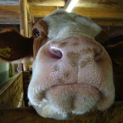 Eine Kuh im Stall des Bauernhofs mit sichtbarer Ohrmarke.