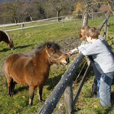 Kinder streicheln ein Pony am Zaun des Bauernhofs, während weitere Pferde auf der Weide grasen.