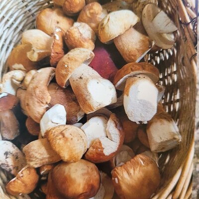 Ein Korb frischer Steinpilze vom Hof.