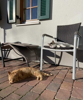 Peppo und Nala entspannen auf der gepflasterten Terrasse des Bauernhofs.