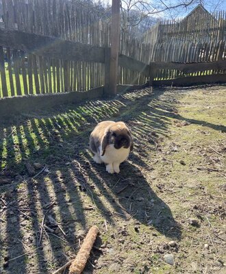 Ein braun-weißes Kaninchen names Brownie auf dem Bauernhof.