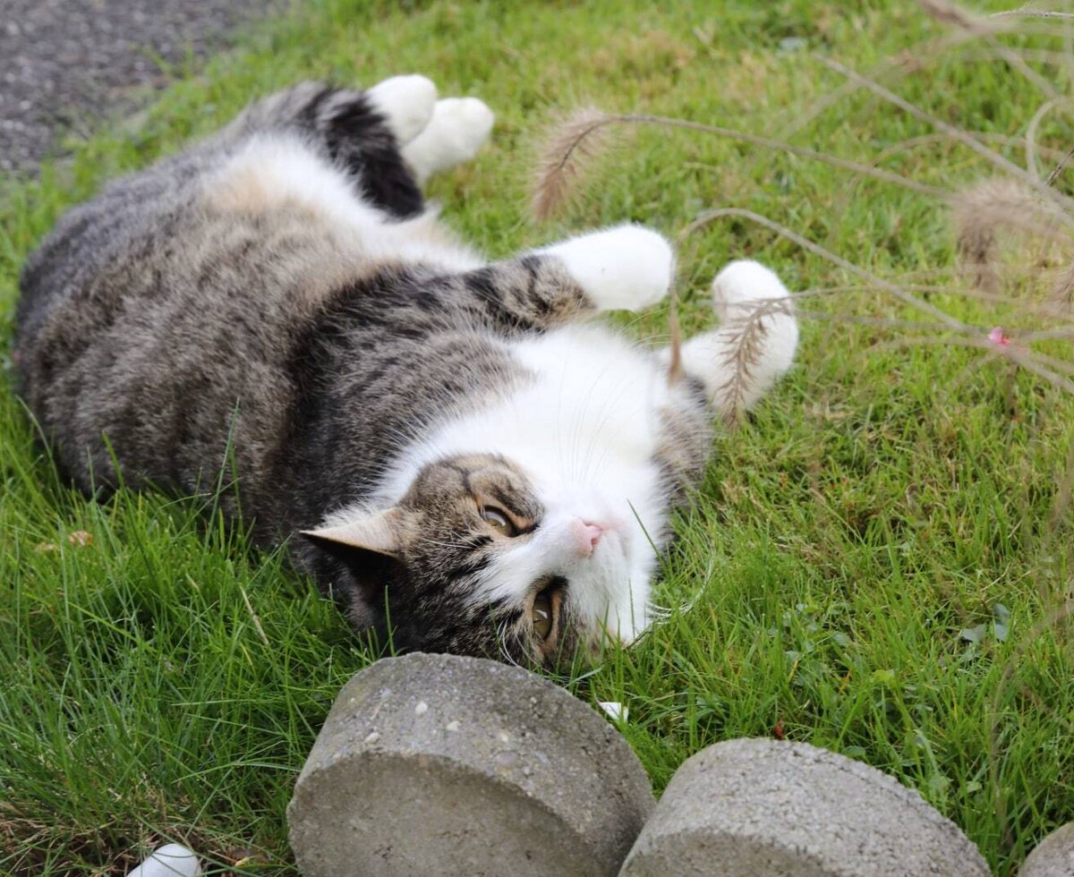 Eine Katze liegt auf dem Rücken im Gras auf dem Bauernhof.