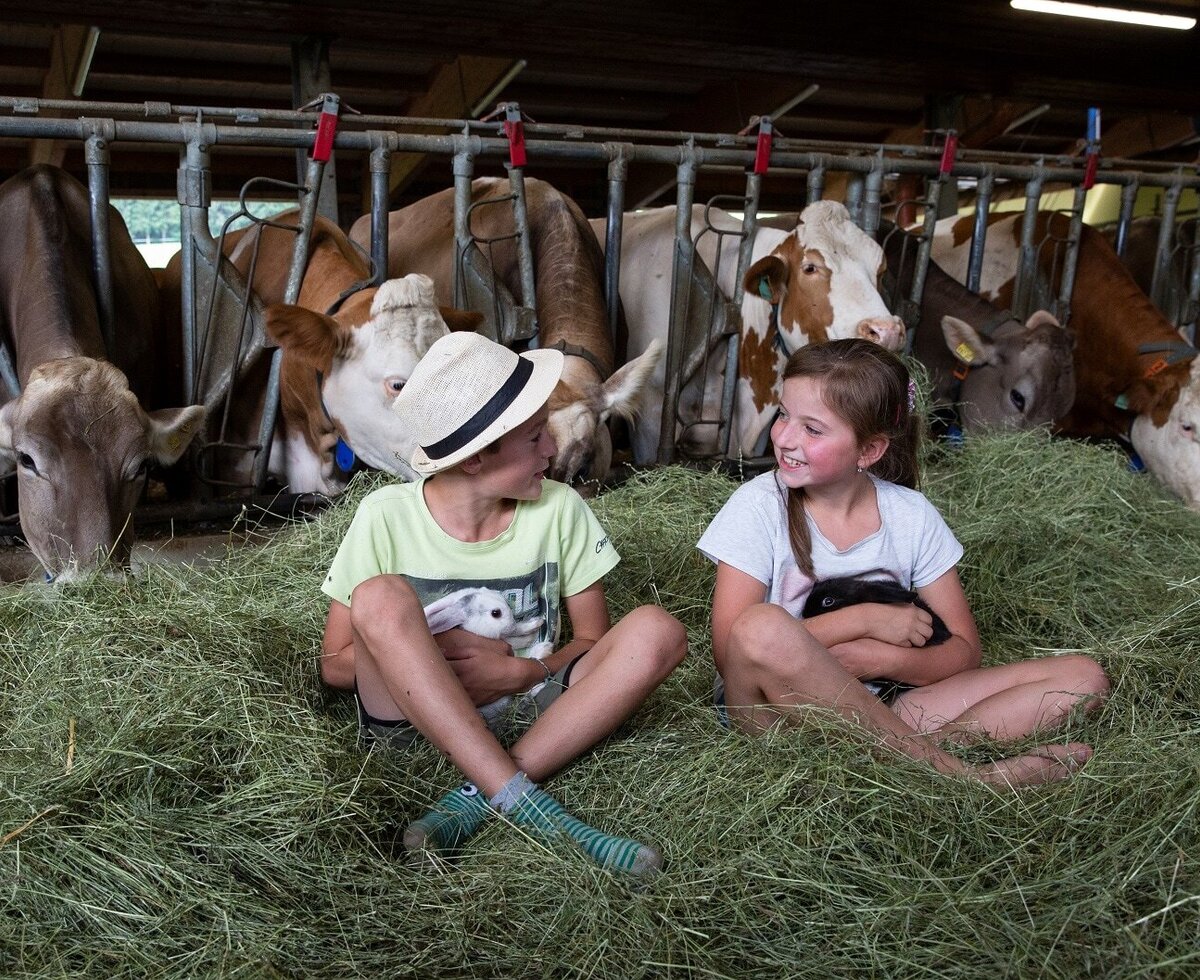 Kinder auf dem Bauernhof, die Hasen streicheln, umgeben von Kühen im Stall.