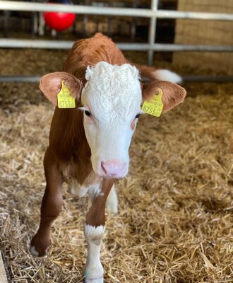 Ein braun-weißes Kalb im Stall des Bauernhofs.