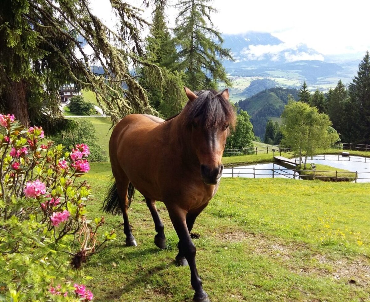 Goldwin beim Teich