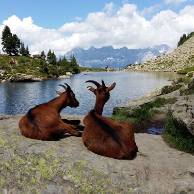 Zwei Ziegen am Bergsee mit Blick auf die umliegende Bergwelt, die alpine Natur in der Umgebung des Bauernhofs.