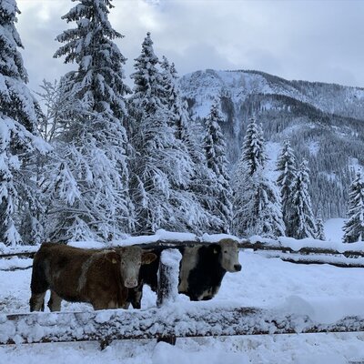 Die Kühe des Bauernhofs in der verschneiten Winterlandschaft.