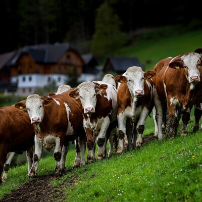 Eine Herde neugieriger K$he auf der saftig gr$nen Wiese direkt am Bauernhof.