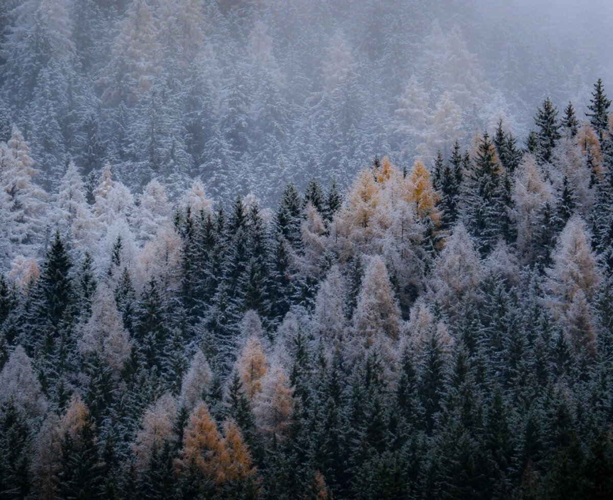 Der winterliche Nadelwald rund um den Bauernhof, sanft mit Schnee gepudert und von Nebel umhüllt.