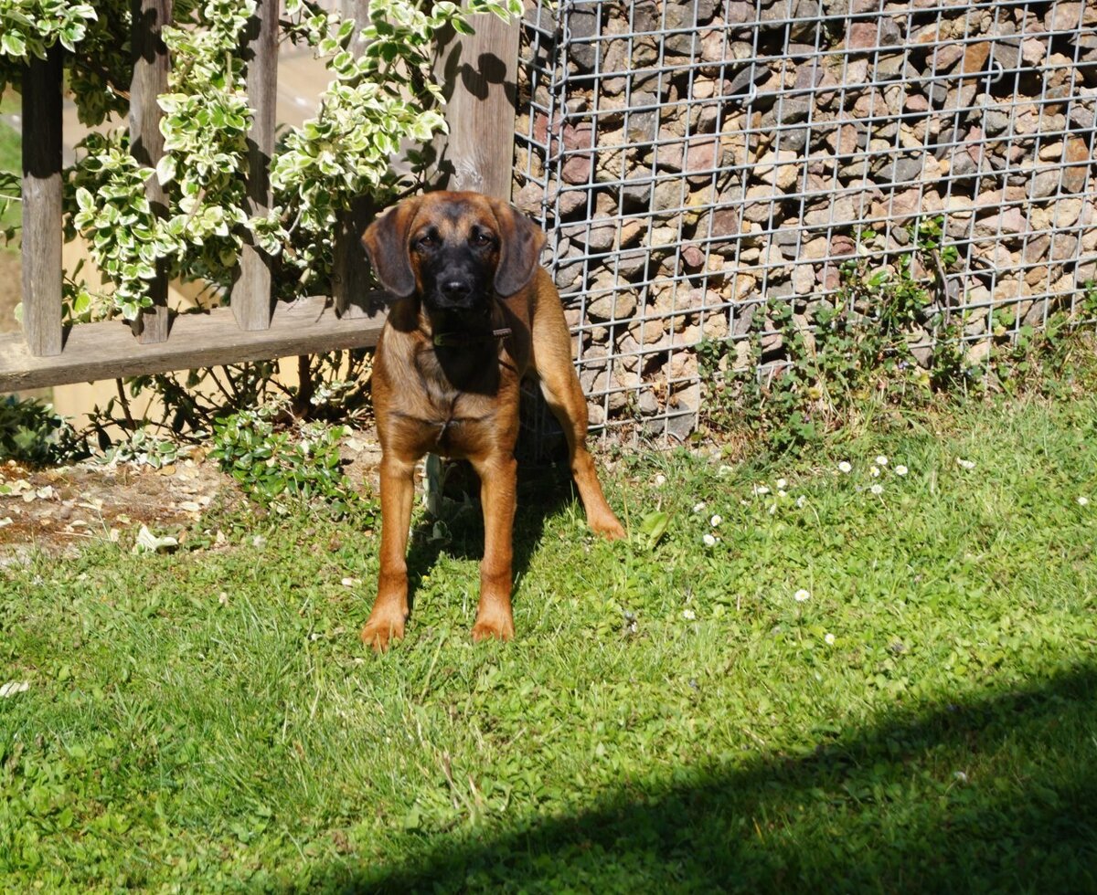 Hund