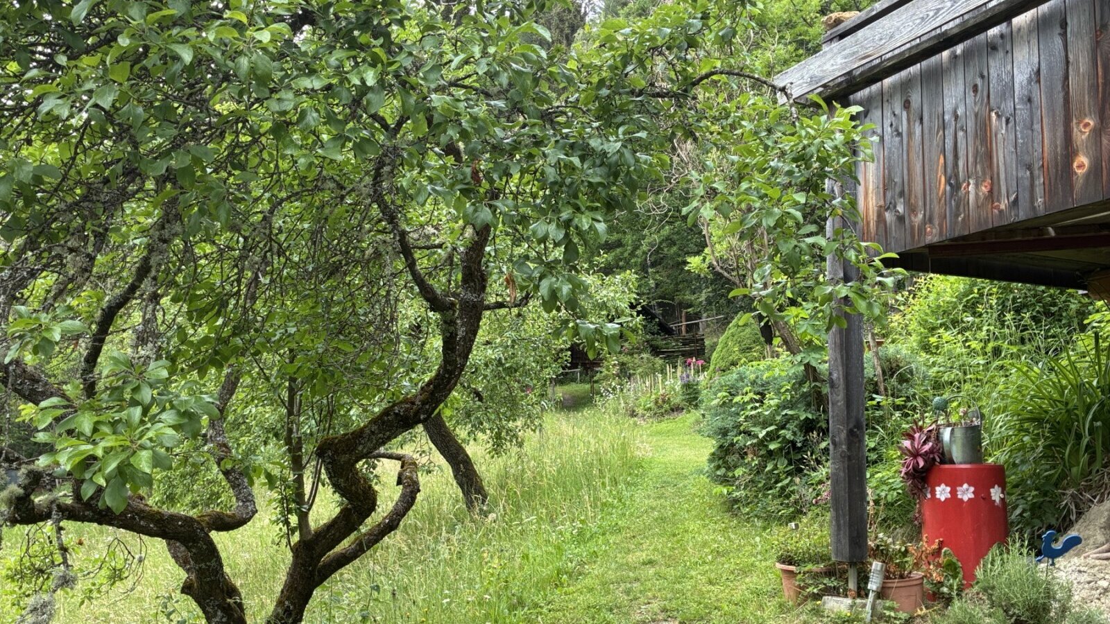 Grasweg im Außenbereich zur Hütte, umgeben von Bäumen und Sträuchern, vorbei am Wohnhaus der Vermieter