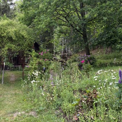 Die Hütte liegt am Waldesrand, umgeben von einer Wiese mit Wildblumen und einem Zugangspfad.