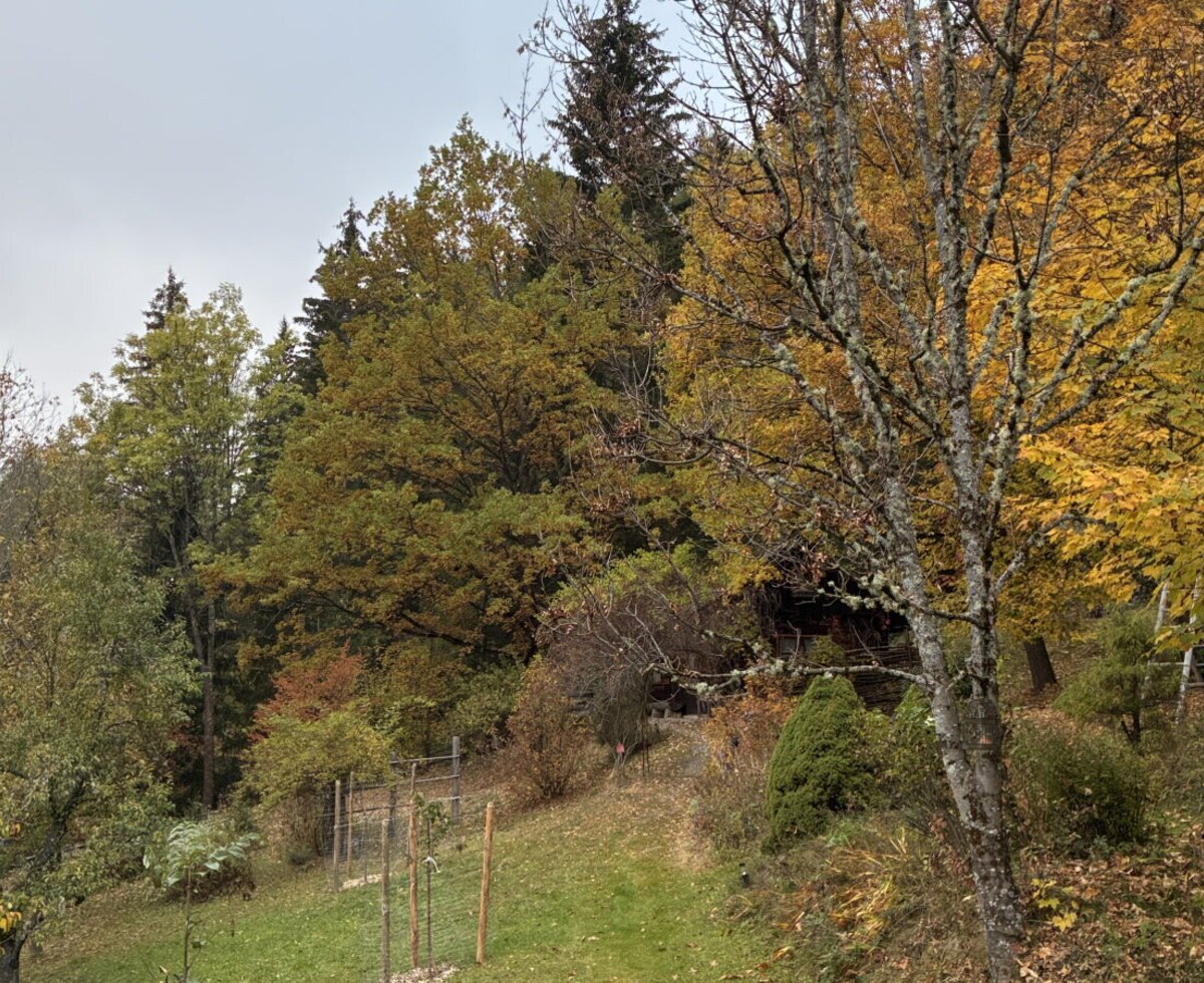 Der idyllische Außenbereich der Holzhütte, umgeben von herbstlich gefärbten Bäumen und dichten Wald.