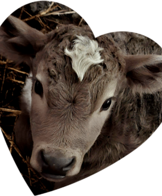 Ein junges Kalb mit braunem Fell und weißem Stirnfleck