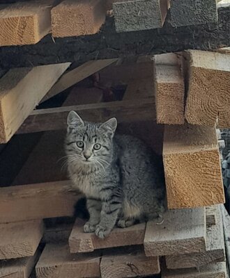 Eine getigerte Katze sitzt auf einem Holzstapel auf dem Gelände