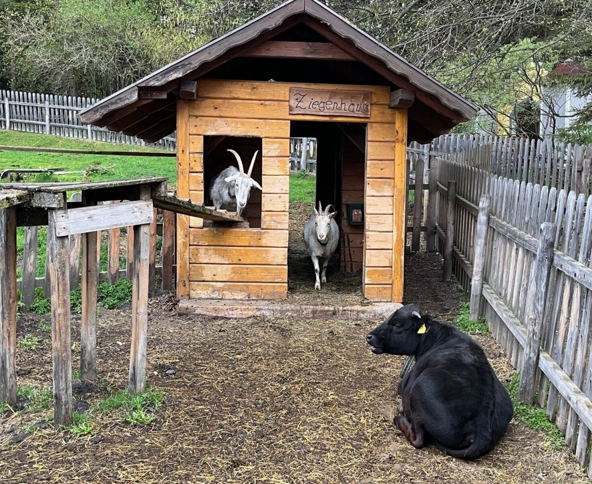 Das Ziegenhaus auf dem Bauernhof mit Ziegen und Minikuh, als Teil der Streicheltiere.