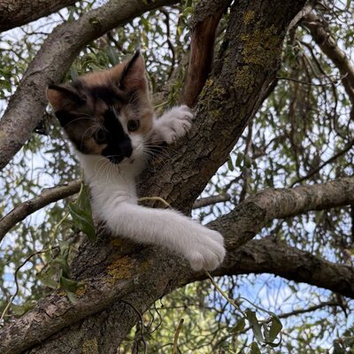 Ein Kätzchen im Baum, eines der Streicheltiere auf dem Bauernhof.
