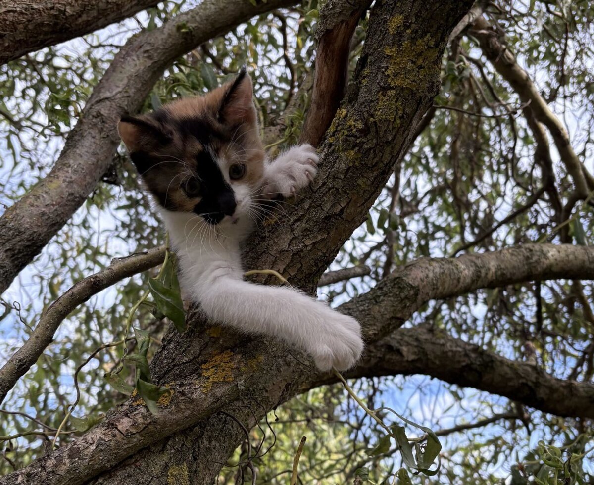 Ein Kätzchen im Baum, eines der Streicheltiere auf dem Bauernhof.