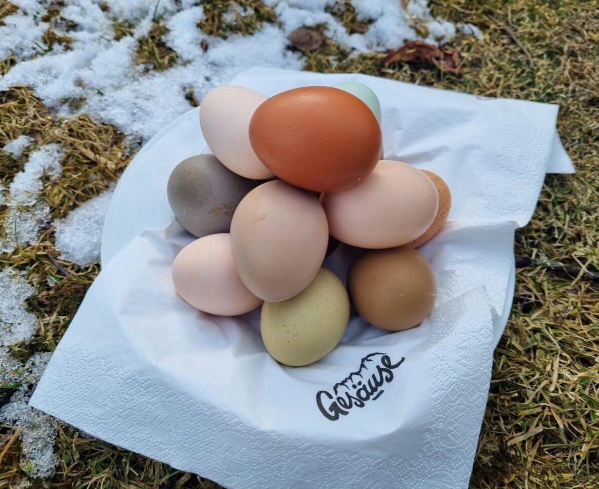 Frische Eier in verschiedenen Farben vom Bauernhof, präsentiert auf einer Serviette im Gras.