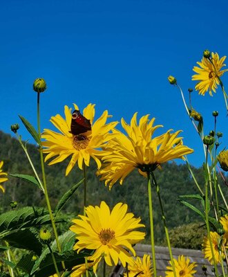 Topinambur mit einem Schmetterling im Garten des Bauernhofs, vor blauem Himmel und Bergen.