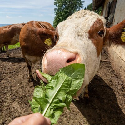 Tiere Ochsen