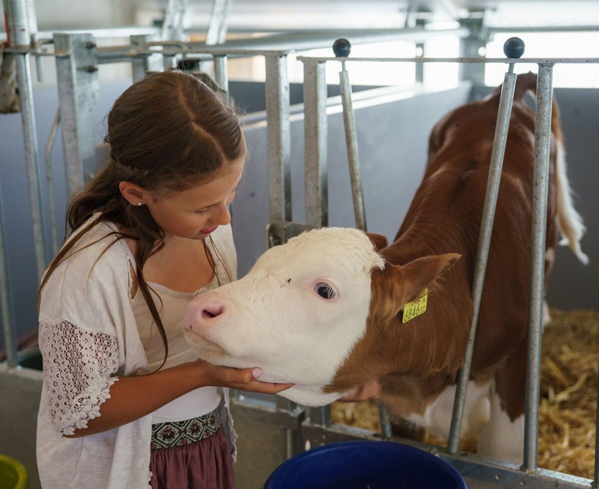 Ein Mädchen streichelt ein Kalb im Stall des Bauernhofs.