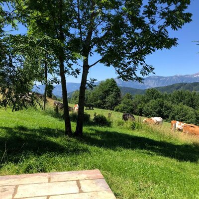 Im Sommer weiden die Rinder direkt nebenan