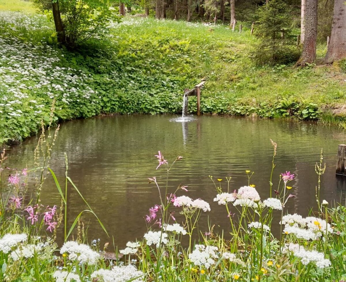 Der Teich mit einem Wasserauslauf und einer kleinen Holzplattform, umgeben von blühenden Wiesen und Wald.