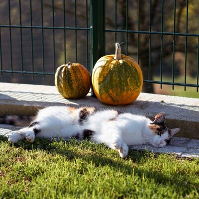 Unsere Hauskatze