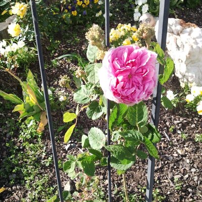 Rosen im Garten