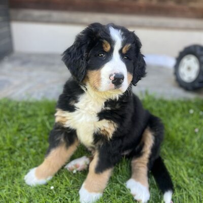 Ein niedlicher Berner-Sennenhund-Welpe auf der grünen Wiese des Bauernhofs.