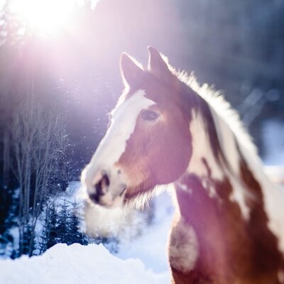 Boby unser cooles Pferd