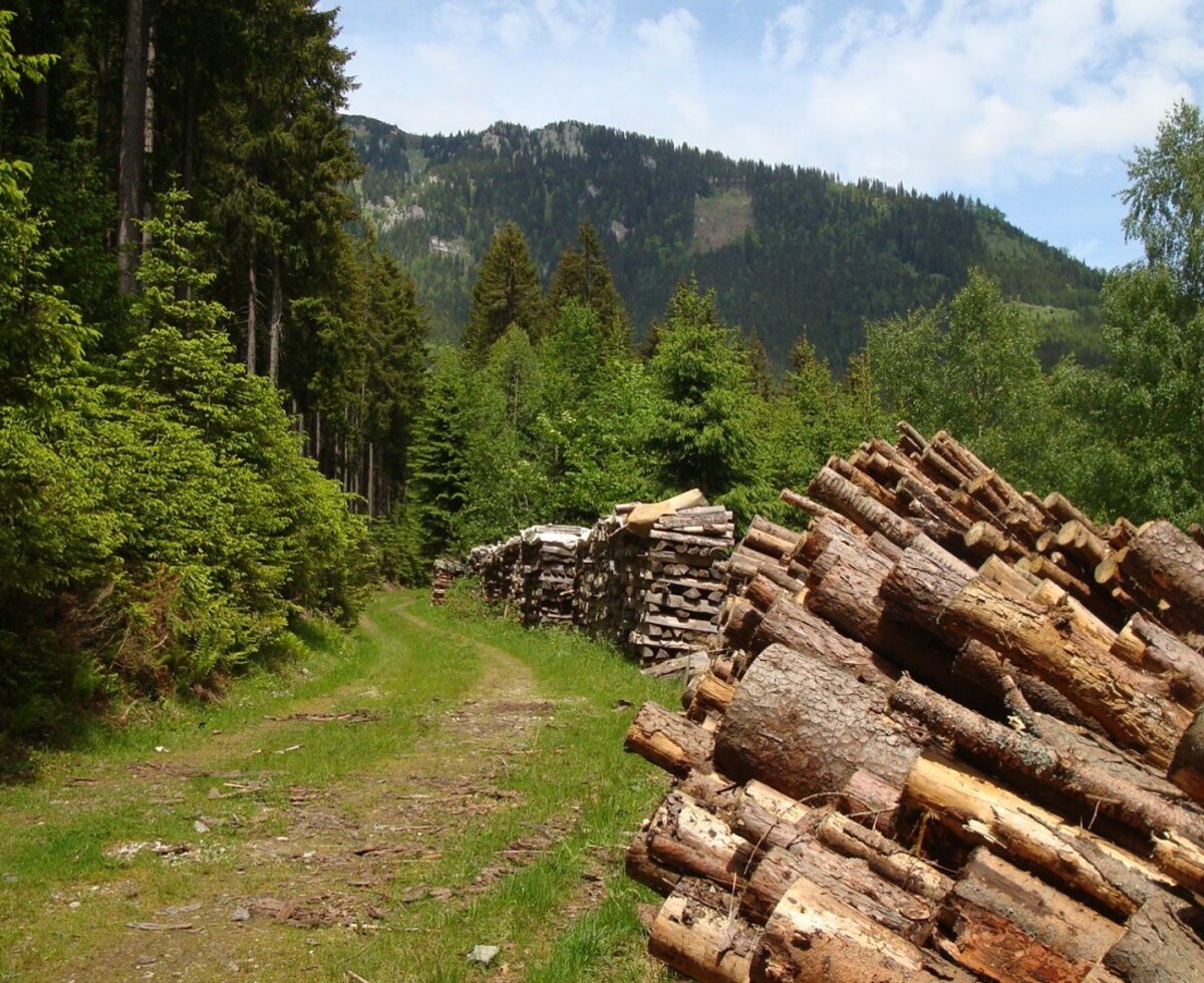 Waldweg mit Holzstapeln und bewaldeten Bergen in der Umgebung des Bauernhofs.