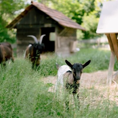 Tiere