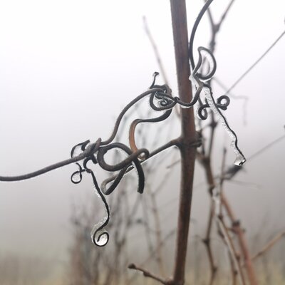 Nahaufnahme von Weinranken mit Eiskristallen und Wassertropfen vor nebligem Hintergrund.