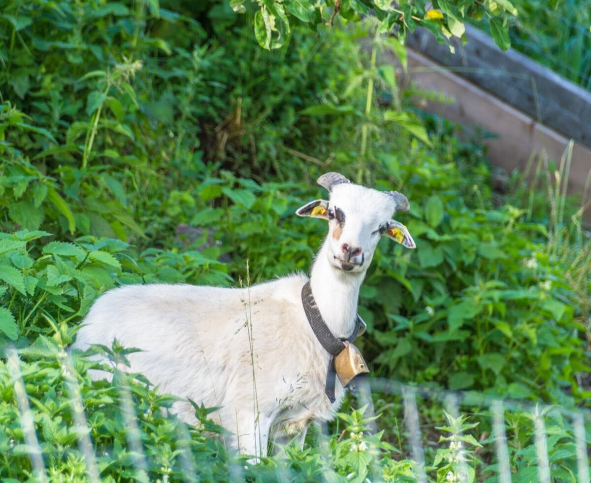 Eine neugierige Ziege mit Glocke auf der üppig grünen Wiese direkt am Ferienhaus.