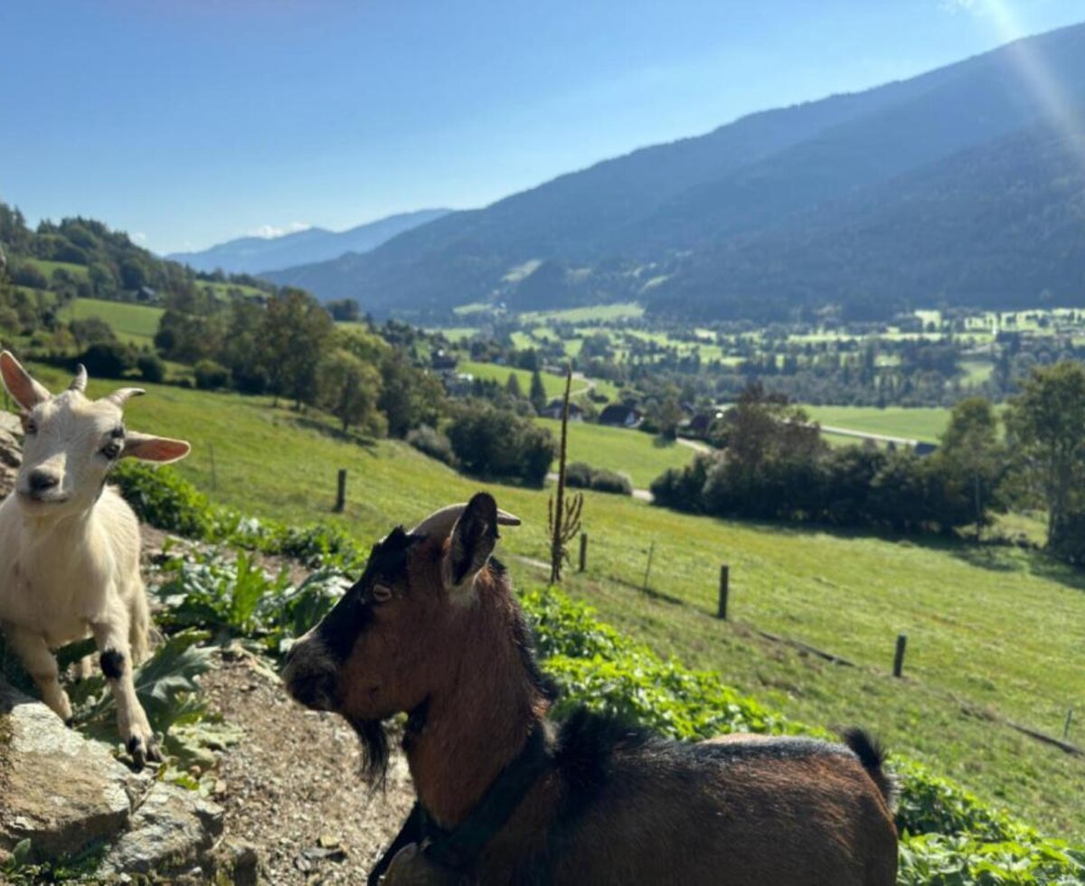 Zutrauliche Ziegen auf einer Weide rund um den Hof mit einem malerischen Ausblick auf das grüne Tal und die Berge.