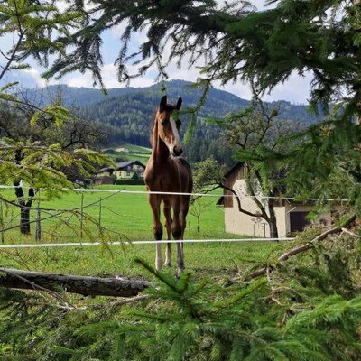 Ein junges Pferd auf der Weide des Bed and Breakfast mit Bergblick.