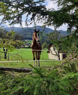 Ein junges Pferd auf der Weide des Bed and Breakfast mit Bergblick.