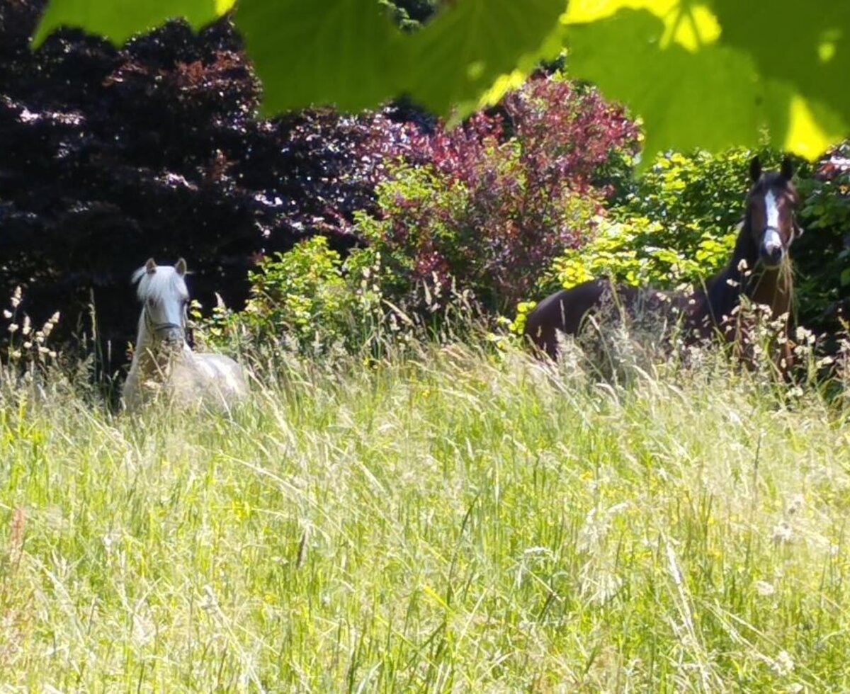 Zwei Pferde auf einer grasbewachsenen Weide in der Nähe des Bed and Breakfast.